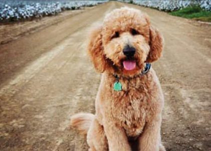 goldendoodle puppies shed