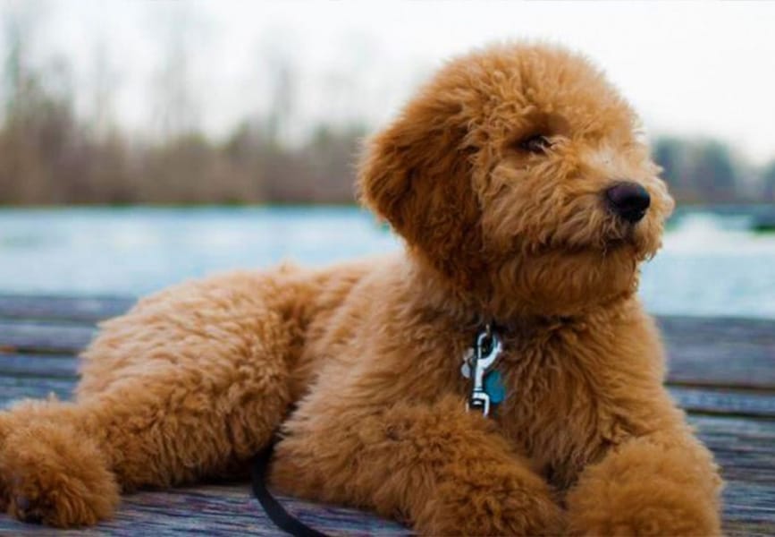 goldendoodle puppies shed